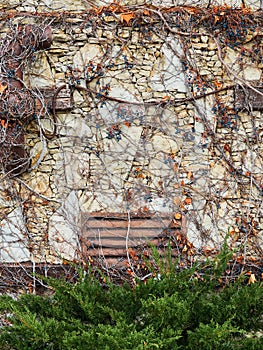 Juniper bush with berries on the background of an old stone wall overgrown with wild grapes. Close-up, autumn park