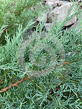 Juniper bush branch texture green and blue needle background with stones in mountains