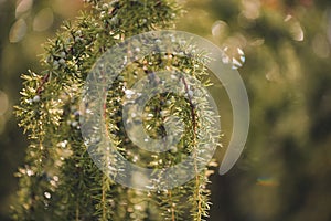 Juniper bush with drops of water shining in the sun. natural medicinal plant juniperus communis