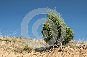 Juniper bush on dry sandy soil