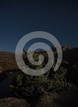 Juniper bush at night in the mountains on a cliff against the background of the stars of the night sky and mountain rocky ridges