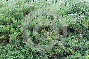 Juniper bush in park, fragment close-up in overcast day