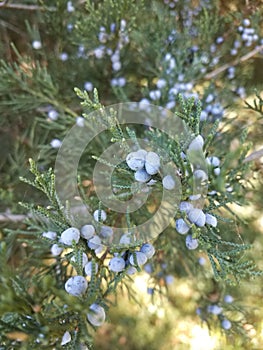 Juniper bush with ripe berries