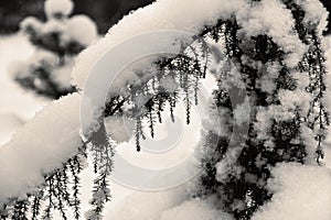 Juniper bush in winter garden. Landscape with Snow covered juniper tree