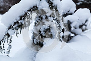 Juniper bush in winter garden. Landscape with Snow covered juniper tree