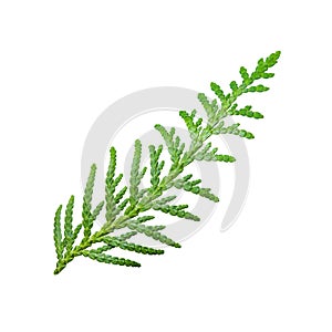 Juniper or Cade Plant Branch Isolated on White