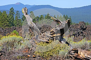 Juniper Deadwood