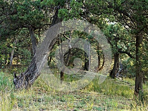 Juniper on declivity the mountain.