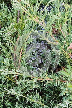 Juniper, entangled in a web of spiders, in which there are drops after rain, in the wild close-up