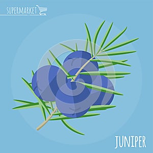 Juniper flat design vector icon.