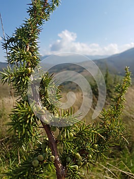 juniper with green fruits in the mountains close up