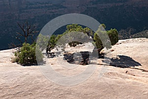 Juniper Growing Out of Solid Sandstone