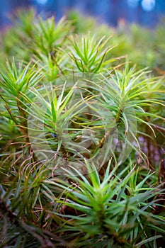 Juniper hair-cap moss on the forest floor