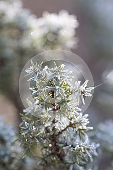 Juniper in hoarfrost, festive winter natural background