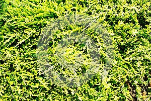 Juniper (Juniperus) close-up
