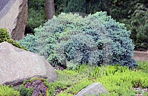 Juniper, Juniperus squamata, blue-green cultivar.