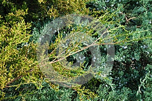 Juniper leafs close up photo garden texture