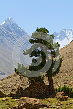 Juniper and mountains