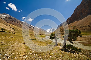 Juniper and mountains