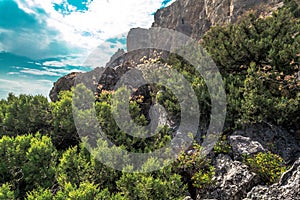 Juniper in the mountains