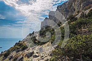 Juniper in the mountains