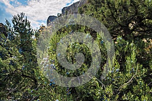 Juniper in the mountains