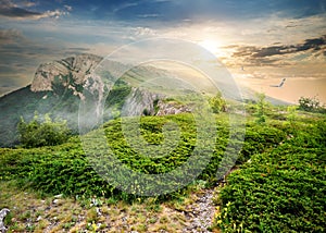 Juniper in mountains