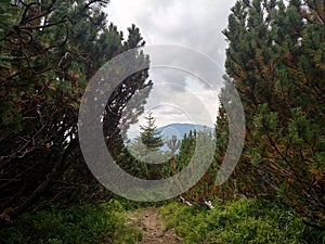 Juniper path in mountain Hiking through Karpathians mountain near Lugi village