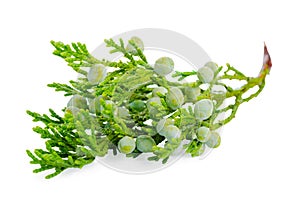 Juniper plant with berries is isolated on white background, clos