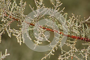 Juniper Pollen