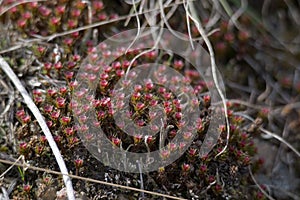 Juniper polytrichum moss or Juniper haircap male reproductive structures looks like red flowers. Polytrichum juniperinum moss