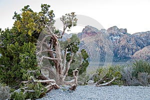 Juniper in Red Rock Valley Conservation Area III