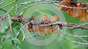 Juniper Rust on branch of Savin juniper Juniperus sabina caused by Gymnosporangium sabinae