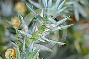 Juniper scale Carulaspis juniperi  on juniper Juniperus spp. .