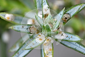 Juniper scale Carulaspis juniperi  on juniper Juniperus spp. .