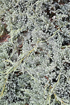 Juniper scaly, cultivar Blue star Juniperus squamata Lamb.. Background