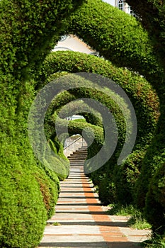 Juniper Sculptures, Costa Rica