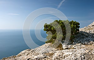 Juniper on sea coast