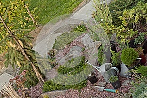 Juniper seedlings