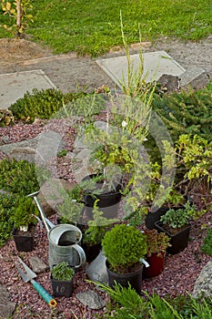 Juniper seedlings