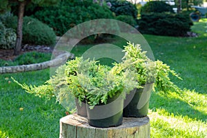 Juniper seedlings are in black plastic pots in the garden on a stump, ready for planting. Gardening background photo with soft