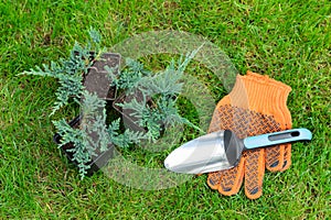 Juniper seedlings, gardening tools (shovel, gloves) on green grass from above. Background layout with free text space.
