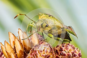 Juniper Shield Bug, Cyphostethus tristriatus