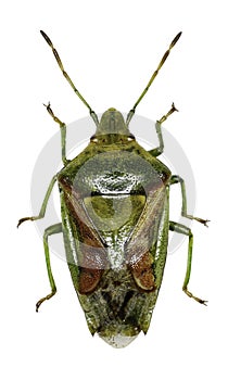 Juniper Shield Bug on white Background