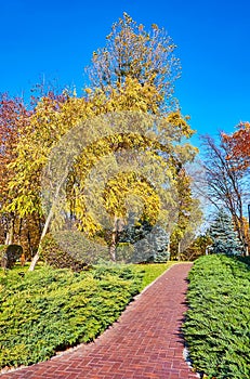 The juniper shrubs and yellow acacia in autumn park