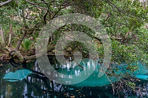 Juniper Springs and live oak tree Ocala National Forest photo