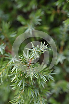 Juniper Suecica