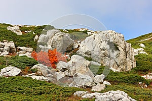 Juniper thickets among the rocks on a high mountain plateau in autumn.