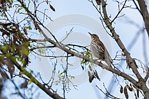 A juniper thrush on a branch