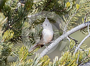 Juniper Titmouse